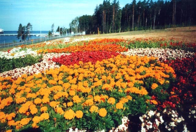 Партерный цветник