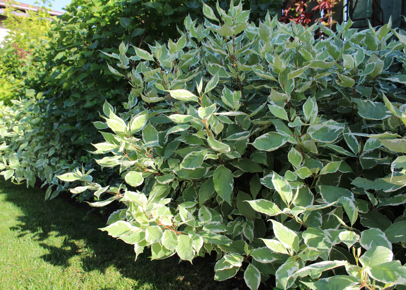 Обложка проекта: Запорожское