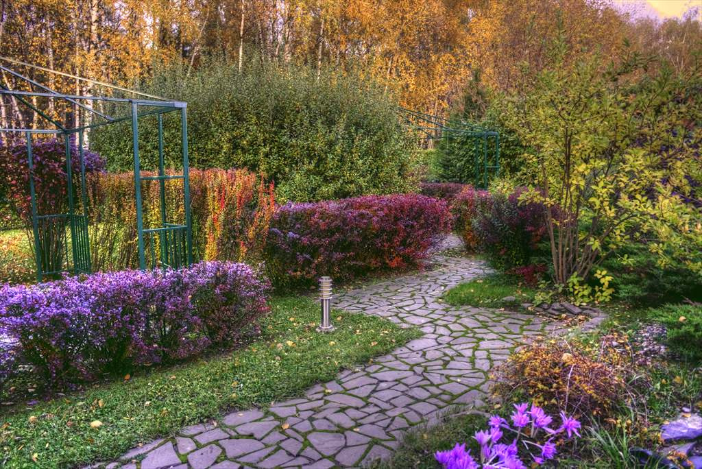 В закладки: Топ-10 растений для формованных изгородей