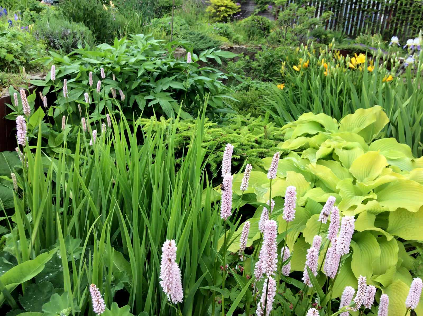 ТЕПЛЫШКО МОЕ РАСПУШЕННОЕ.