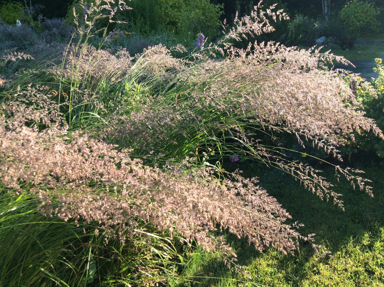 ТЕПЛЫШКО МОЕ РАСПУШЕННОЕ.