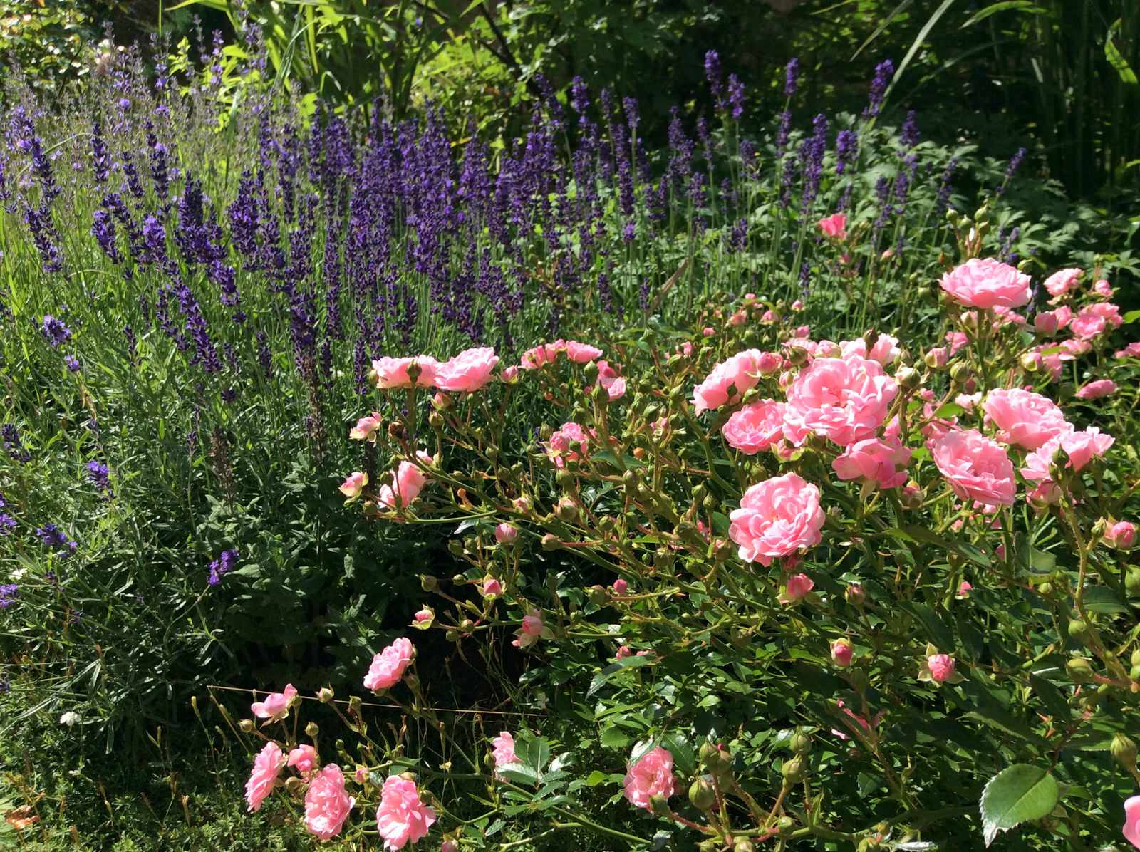 ТЕПЛЫШКО МОЕ РАСПУШЕННОЕ.