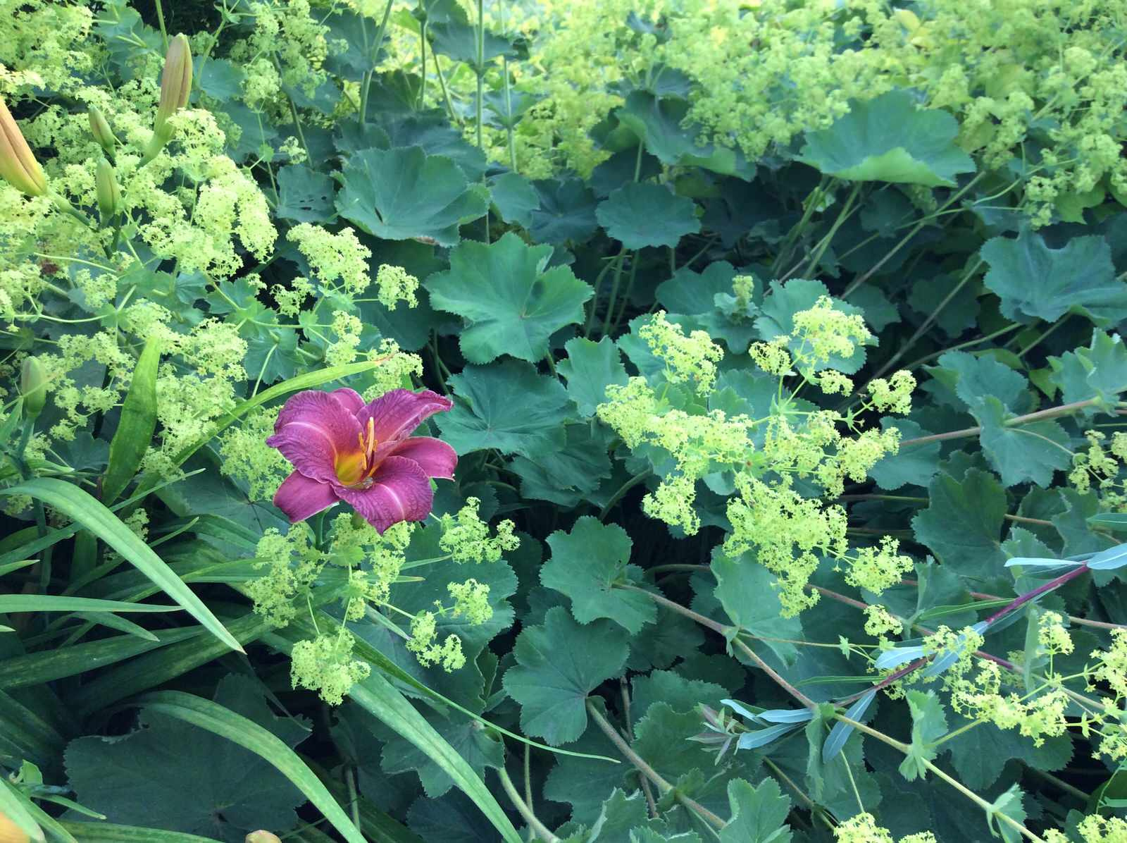 ТЕПЛЫШКО МОЕ РАСПУШЕННОЕ.