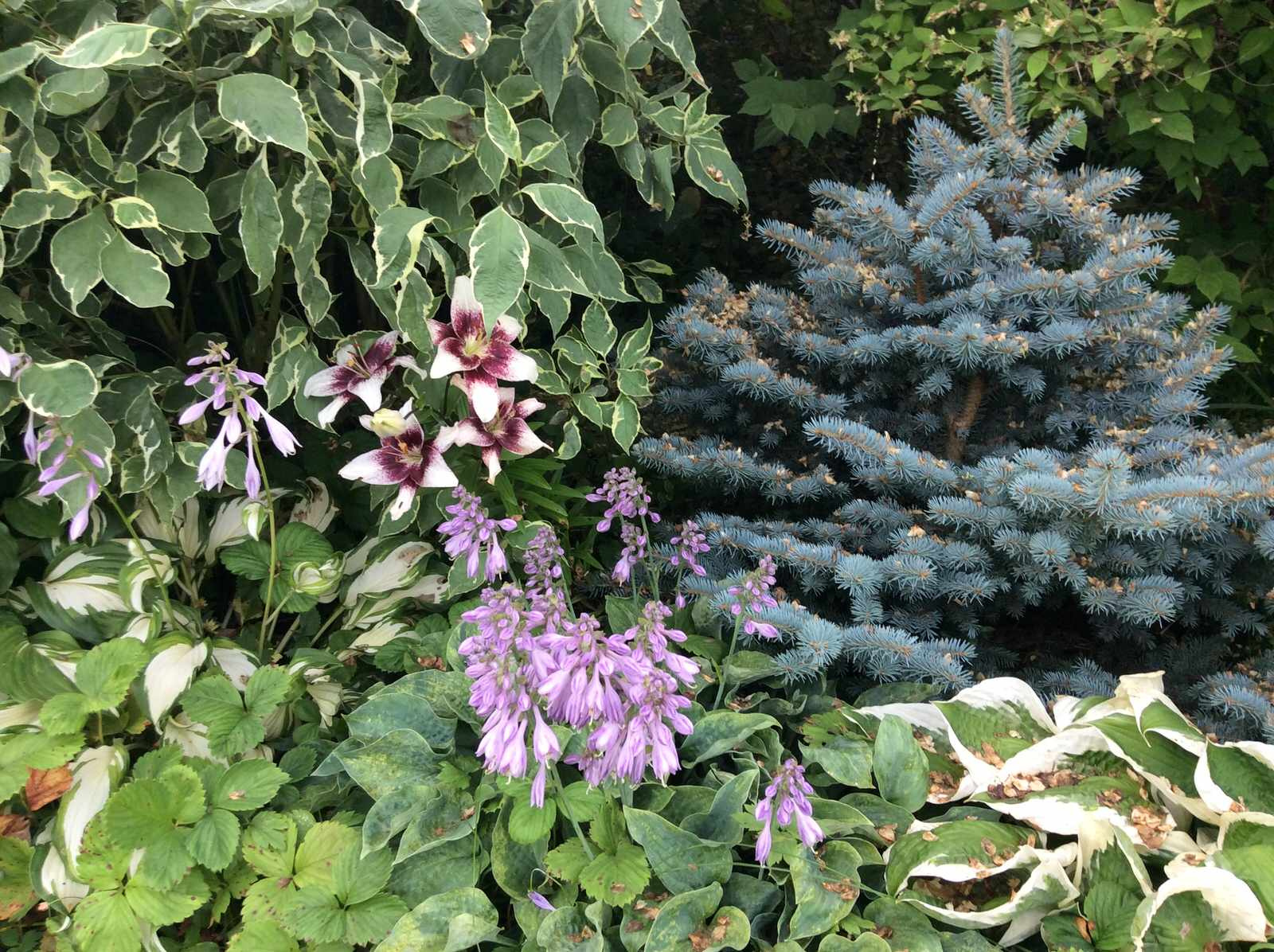 ТЕПЛЫШКО МОЕ РАСПУШЕННОЕ.