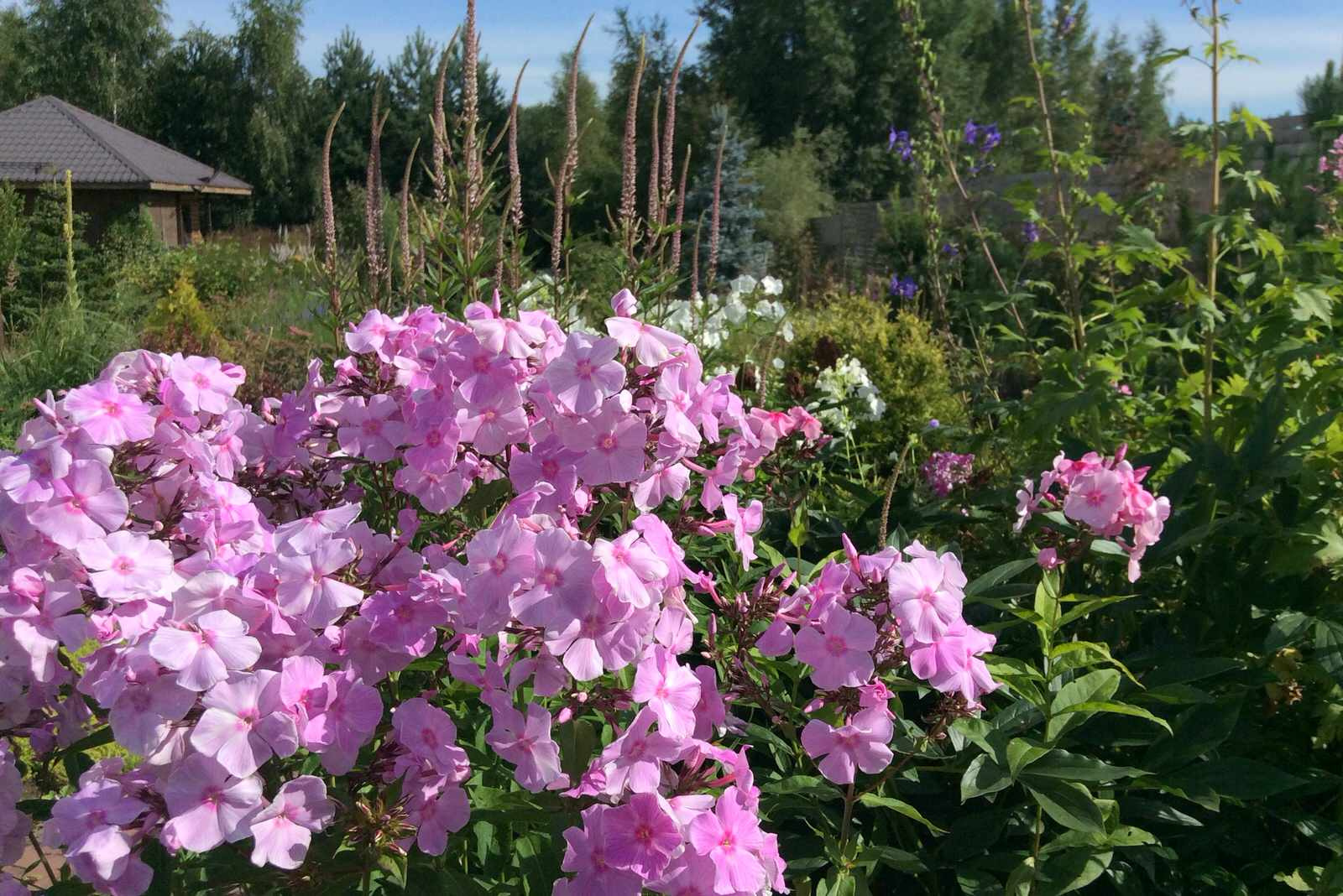 ТЕПЛЫШКО МОЕ РАСПУШЕННОЕ.