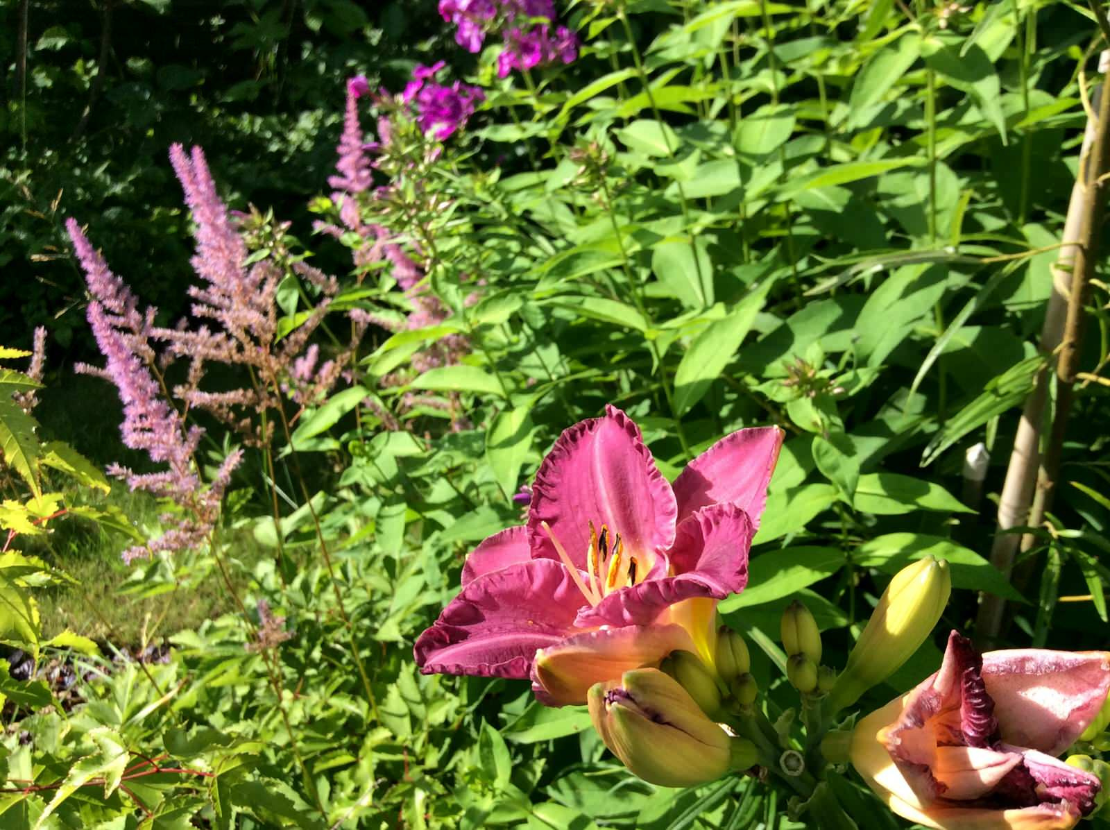 ТЕПЛЫШКО МОЕ РАСПУШЕННОЕ.