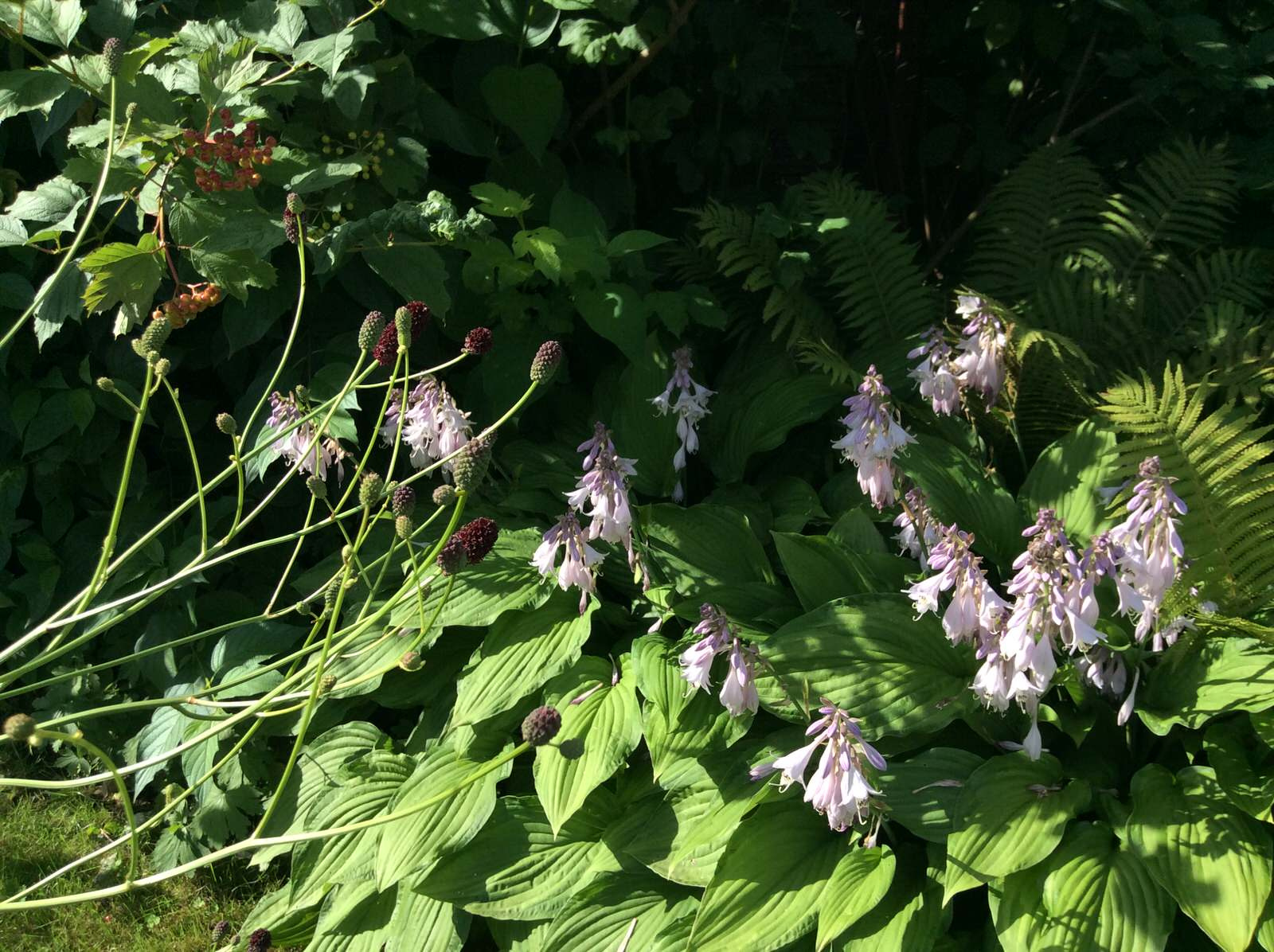 ТЕПЛЫШКО МОЕ РАСПУШЕННОЕ.