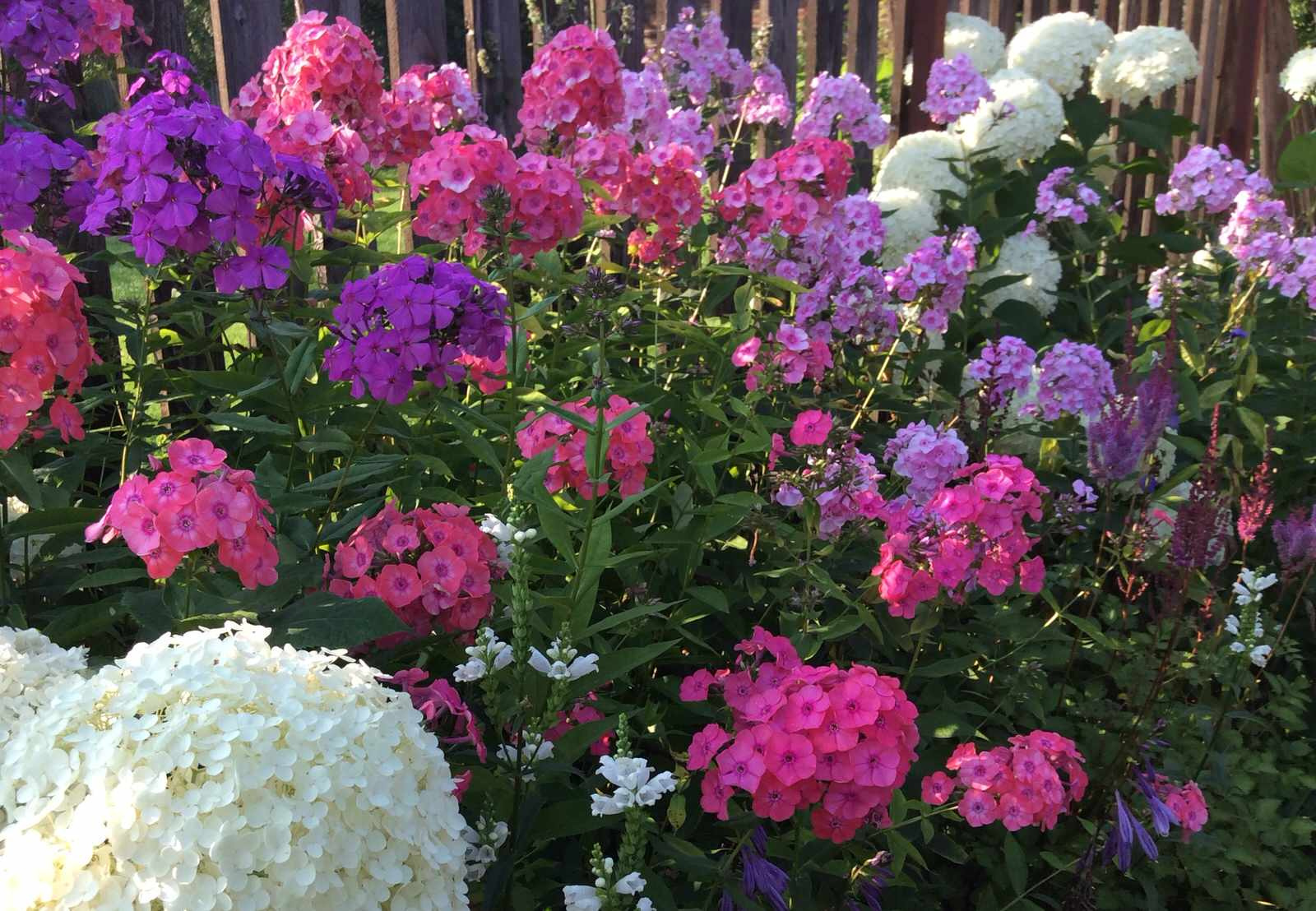 ТЕПЛЫШКО МОЕ РАСПУШЕННОЕ.