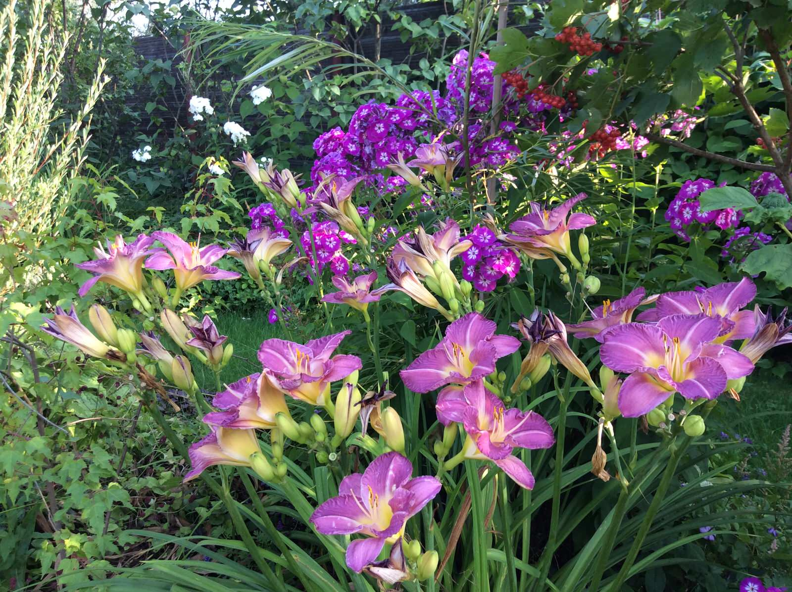 ТЕПЛЫШКО МОЕ РАСПУШЕННОЕ.