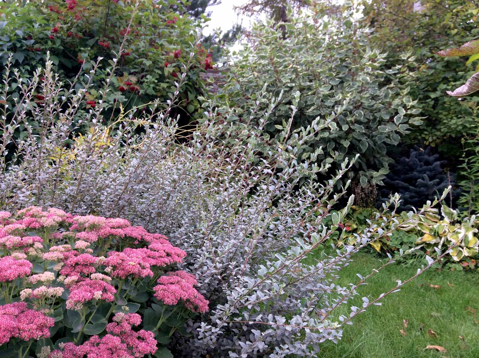 ТЕПЛЫШКО МОЕ РАСПУШЕННОЕ.