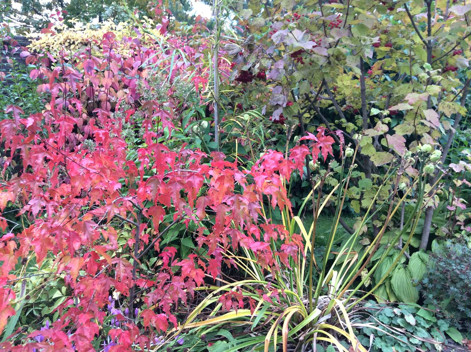 ТЕПЛЫШКО МОЕ РАСПУШЕННОЕ.