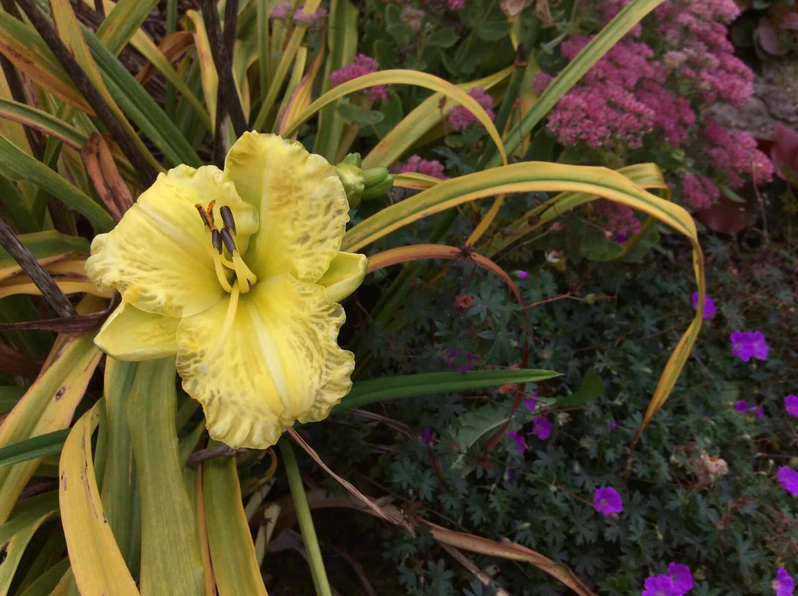 ТЕПЛЫШКО МОЕ РАСПУШЕННОЕ.