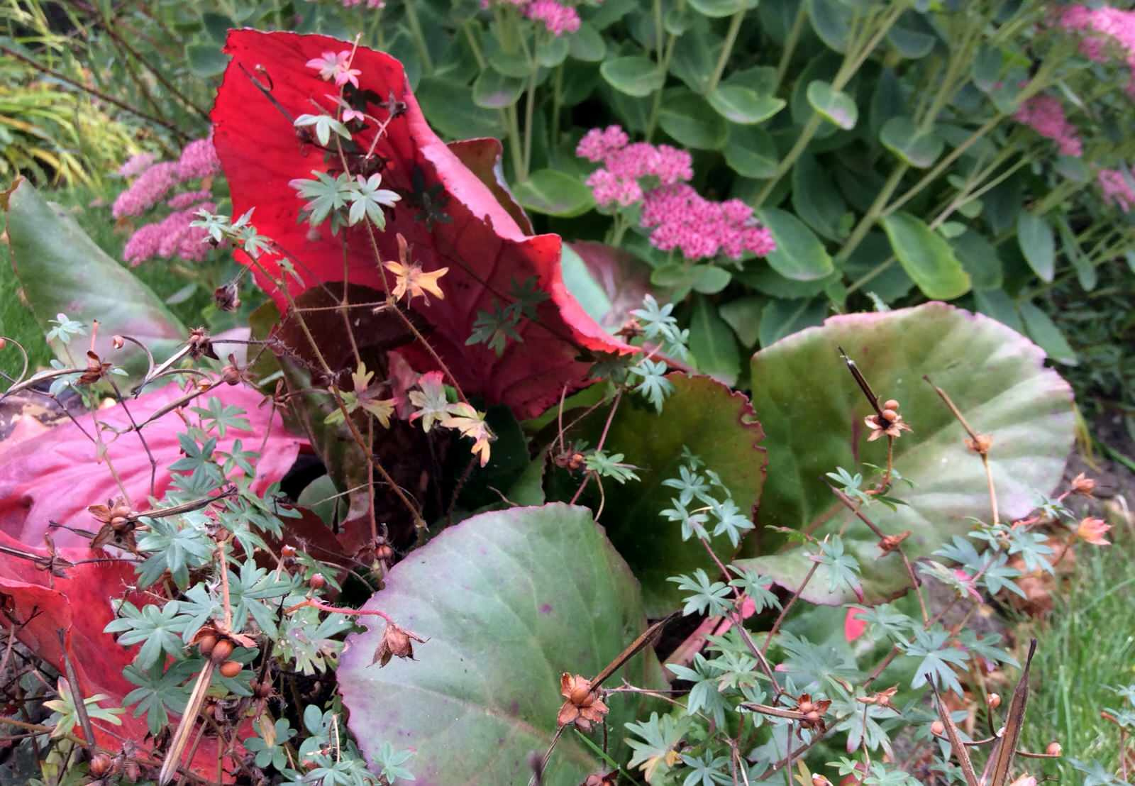 ТЕПЛЫШКО МОЕ РАСПУШЕННОЕ.