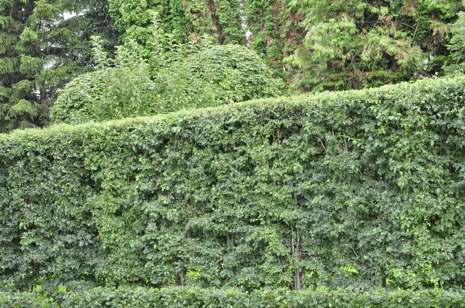 кп "Усово" - Уход за садом - 100% качество