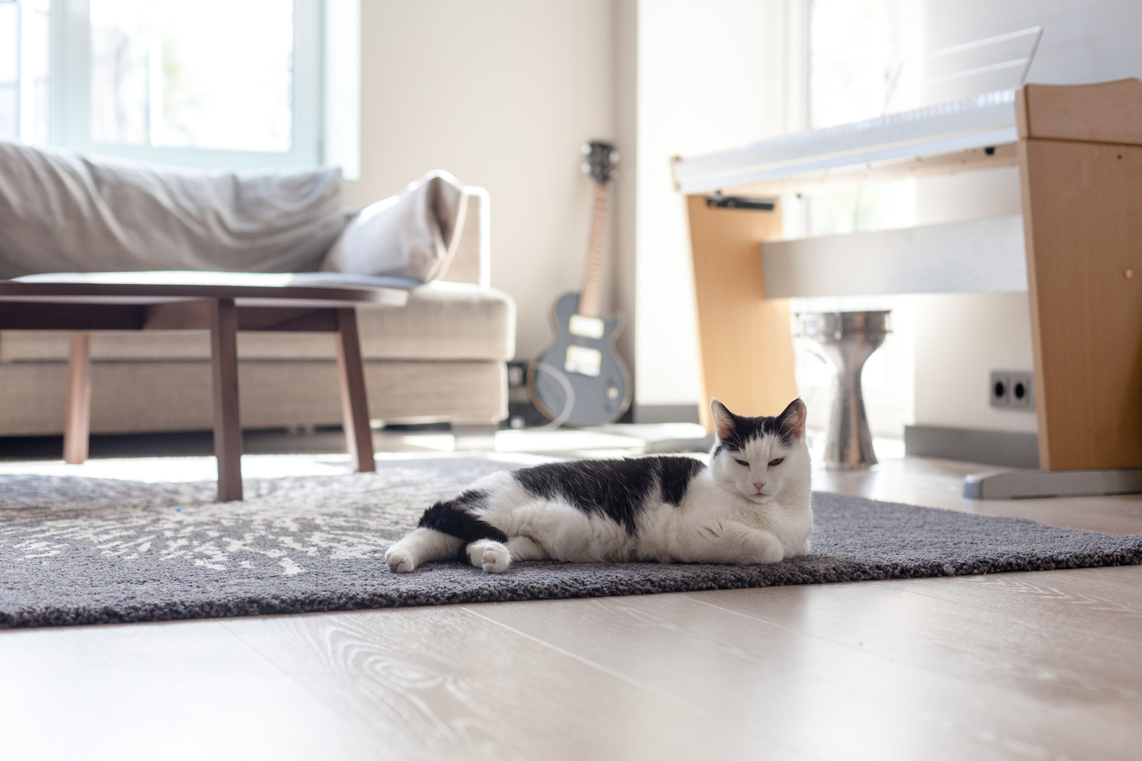 Кошка