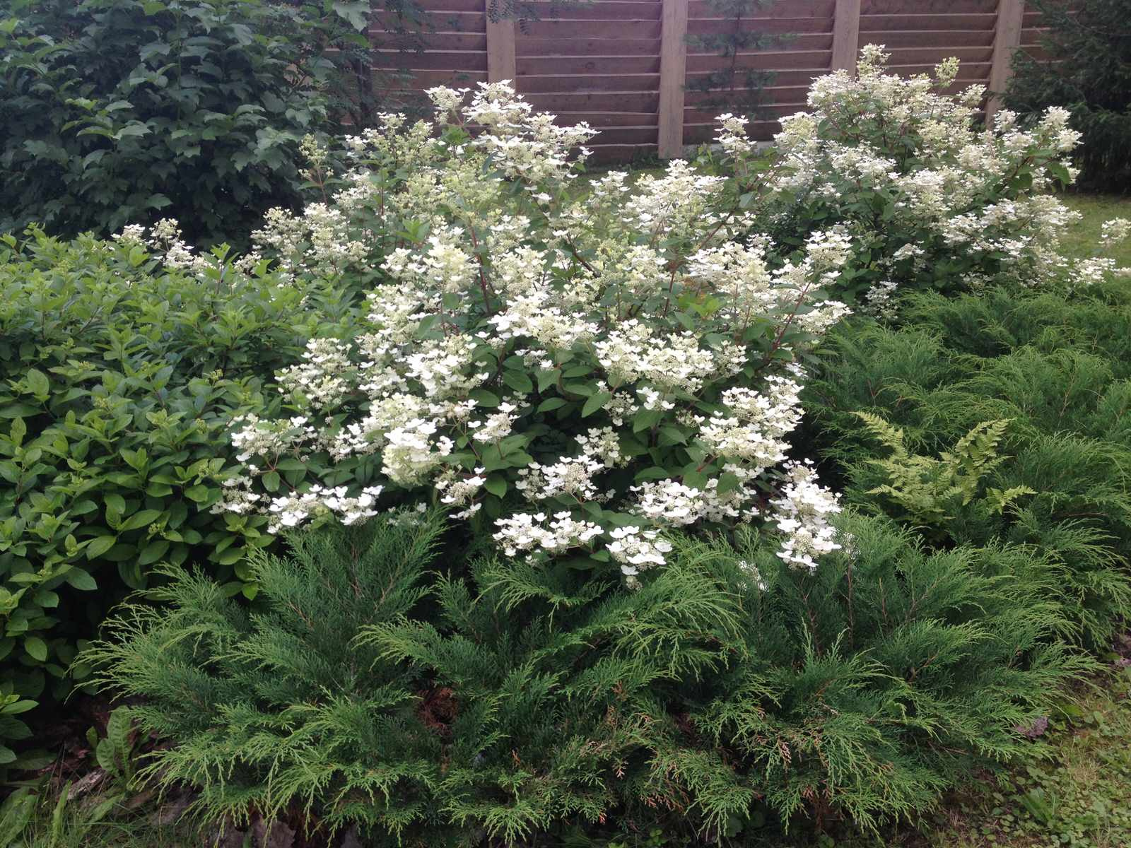 Обложка проекта: Лесная жизнь