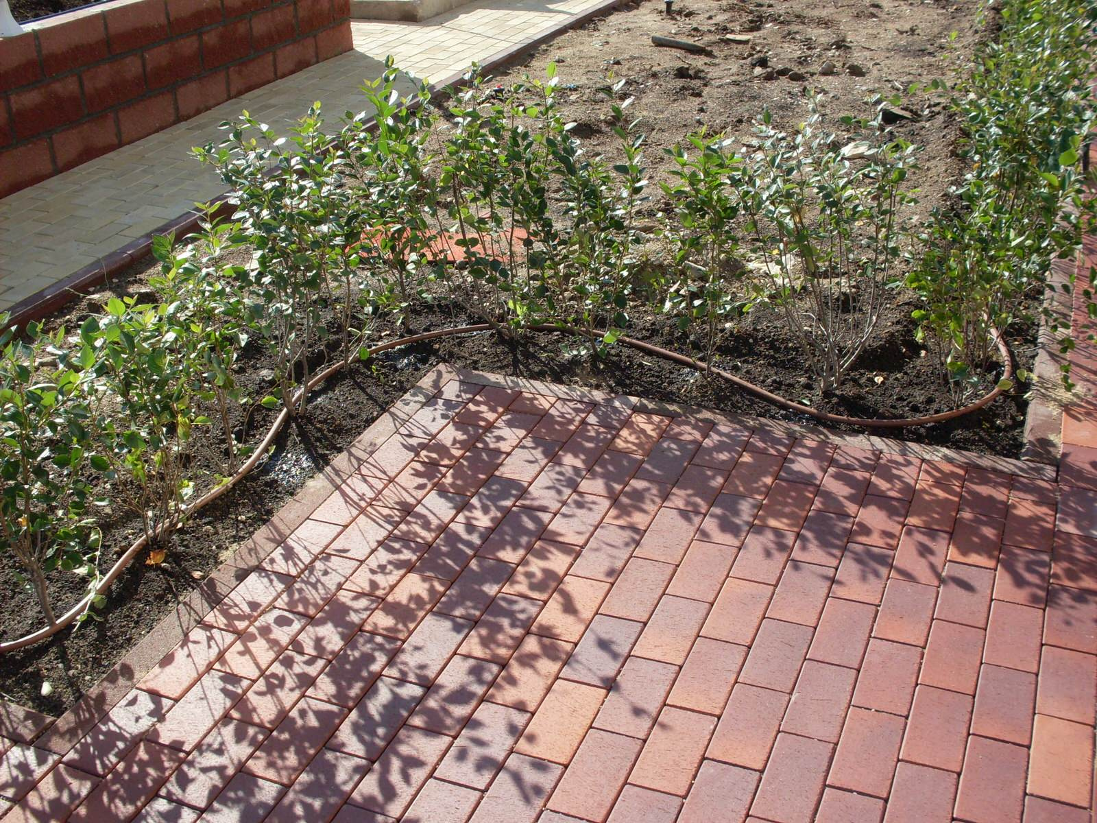 Зачем вам: Капельный полив на участке