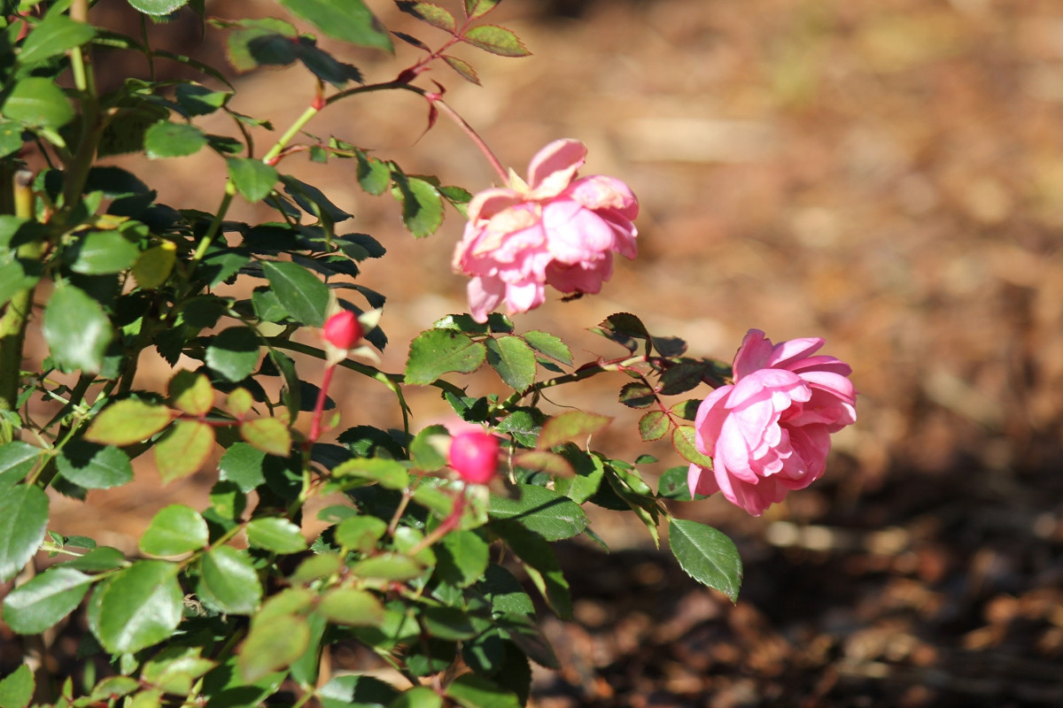 Особый статус