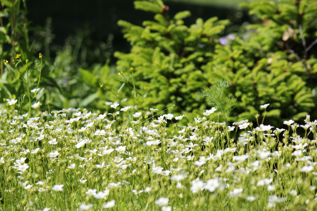 Особый статус