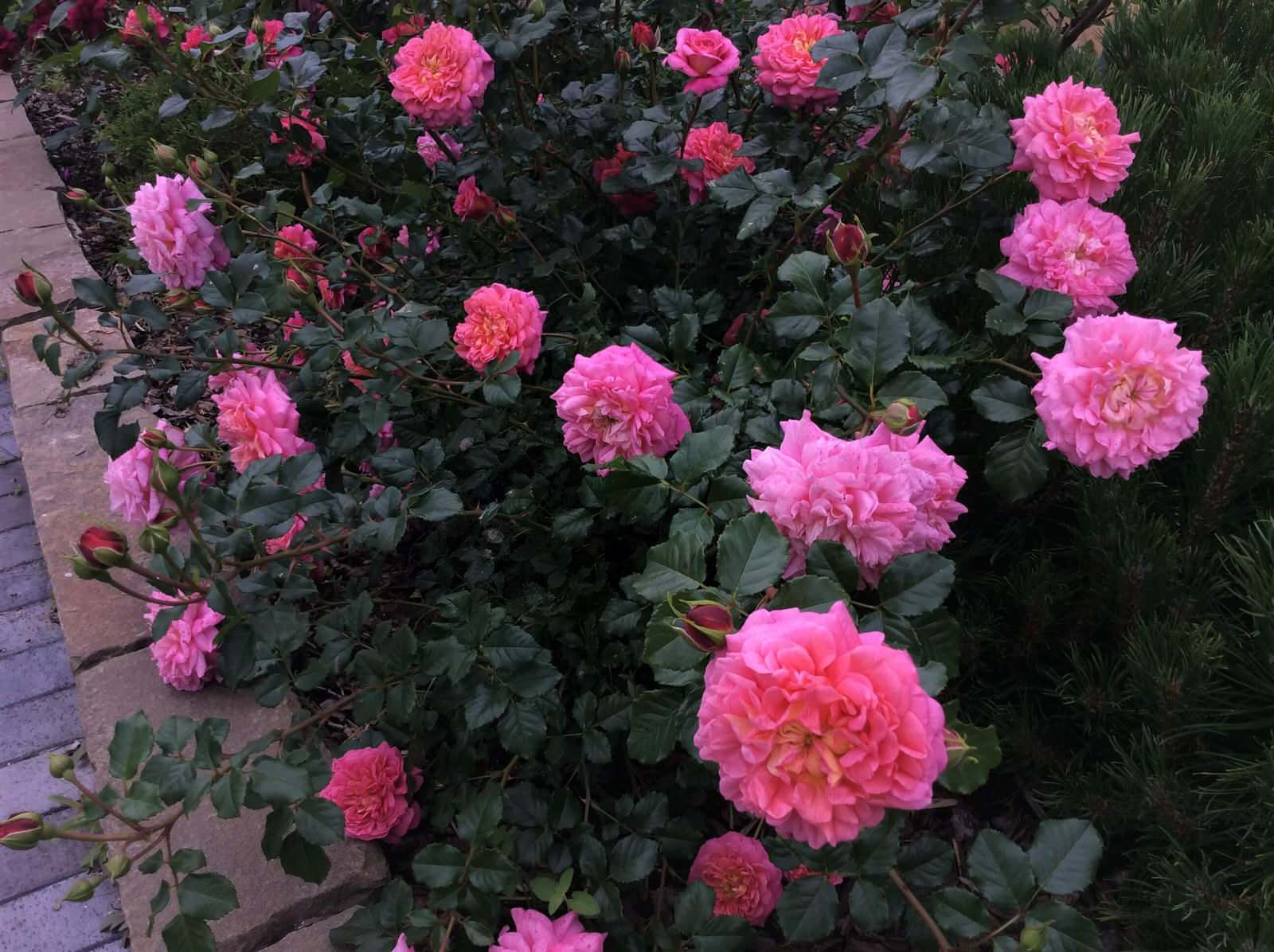 СНЫ О ЧЕМ_ТО БОЛЬШЕМ...