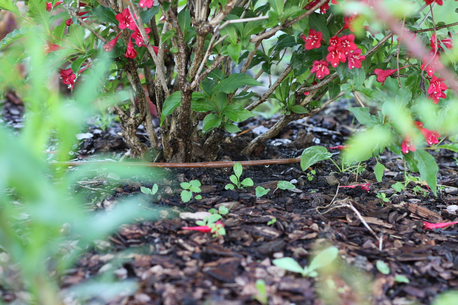 Зачем вам: Капельный полив на участке