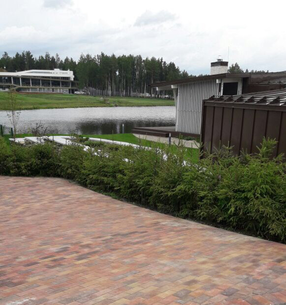 Живая изгородь из ели обыкновенной