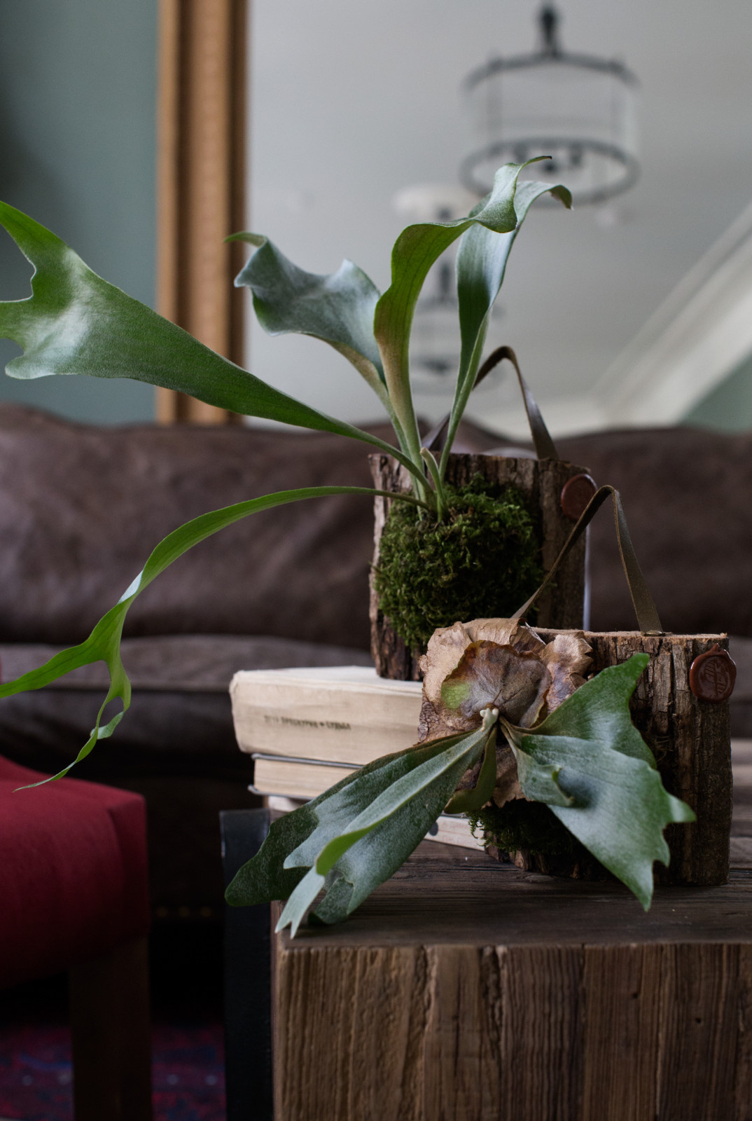 Bionica Project Market