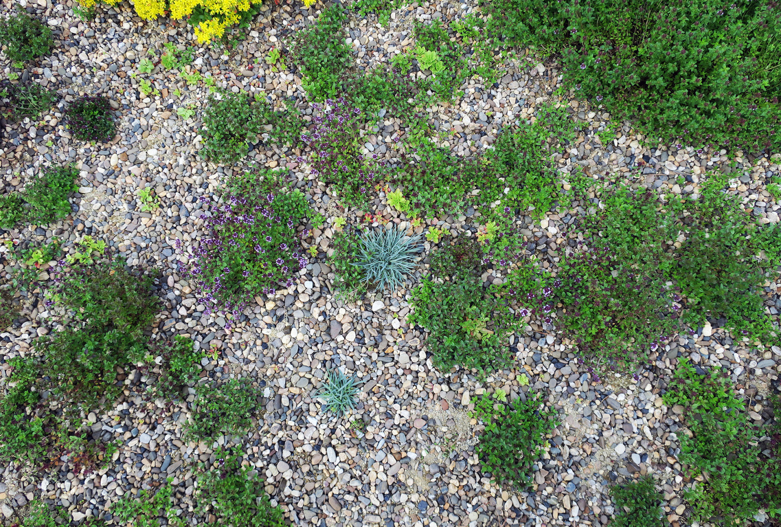 Полынный берег