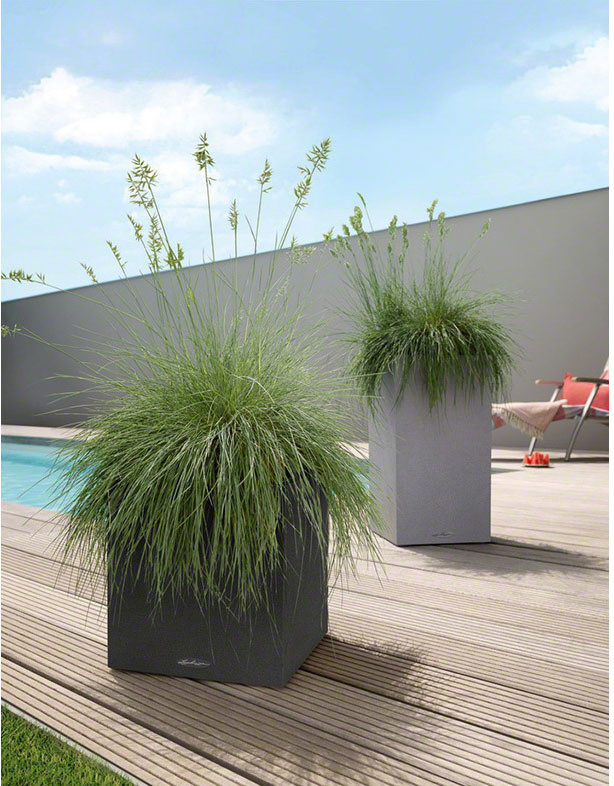 Фотоохота: 37 садов со злаками