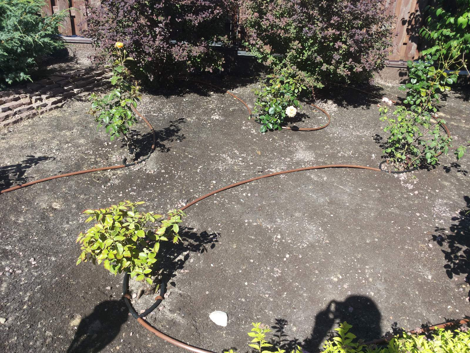 Зачем вам: Капельный полив на участке