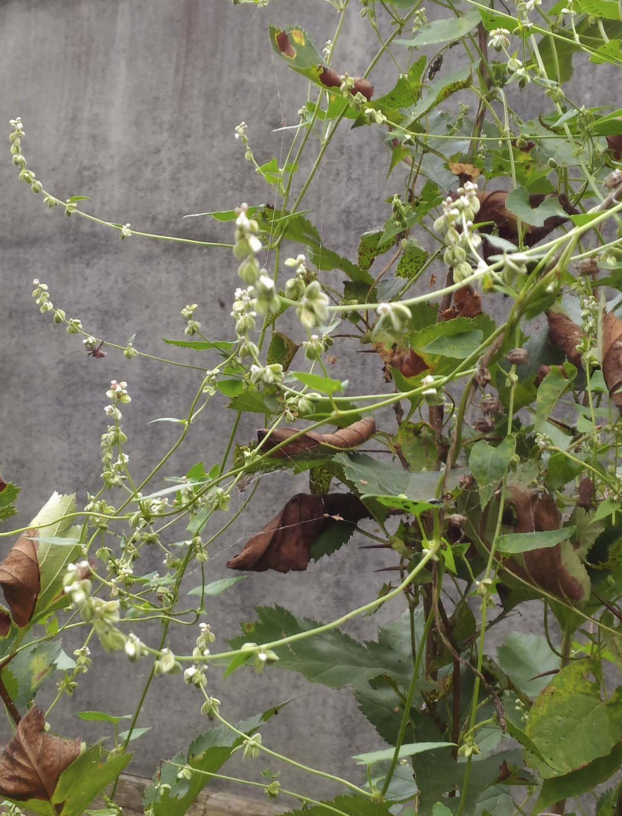 Летящие  одуванчики