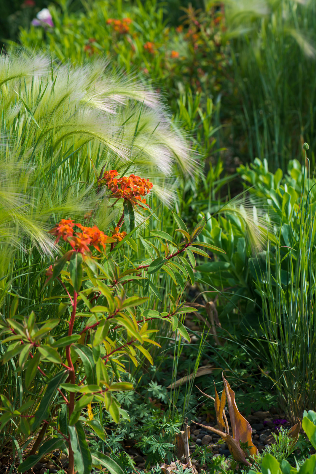 Цветник в  природном стиле  (" New Perennials"  или "Новая волна")