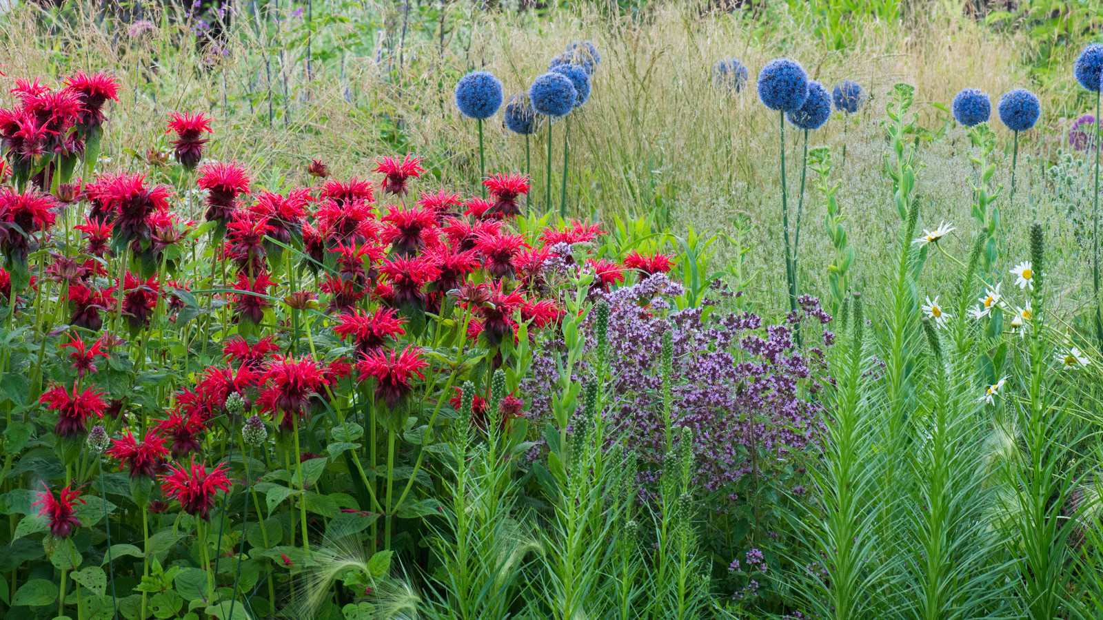Цветник в  природном стиле  (" New Perennials"  или "Новая волна")