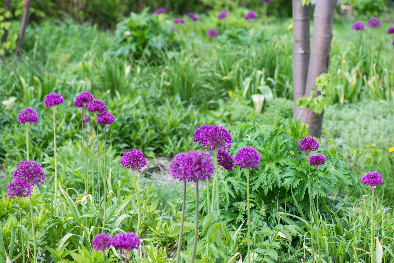 Цветник в  природном стиле  (" New Perennials"  или "Новая волна")