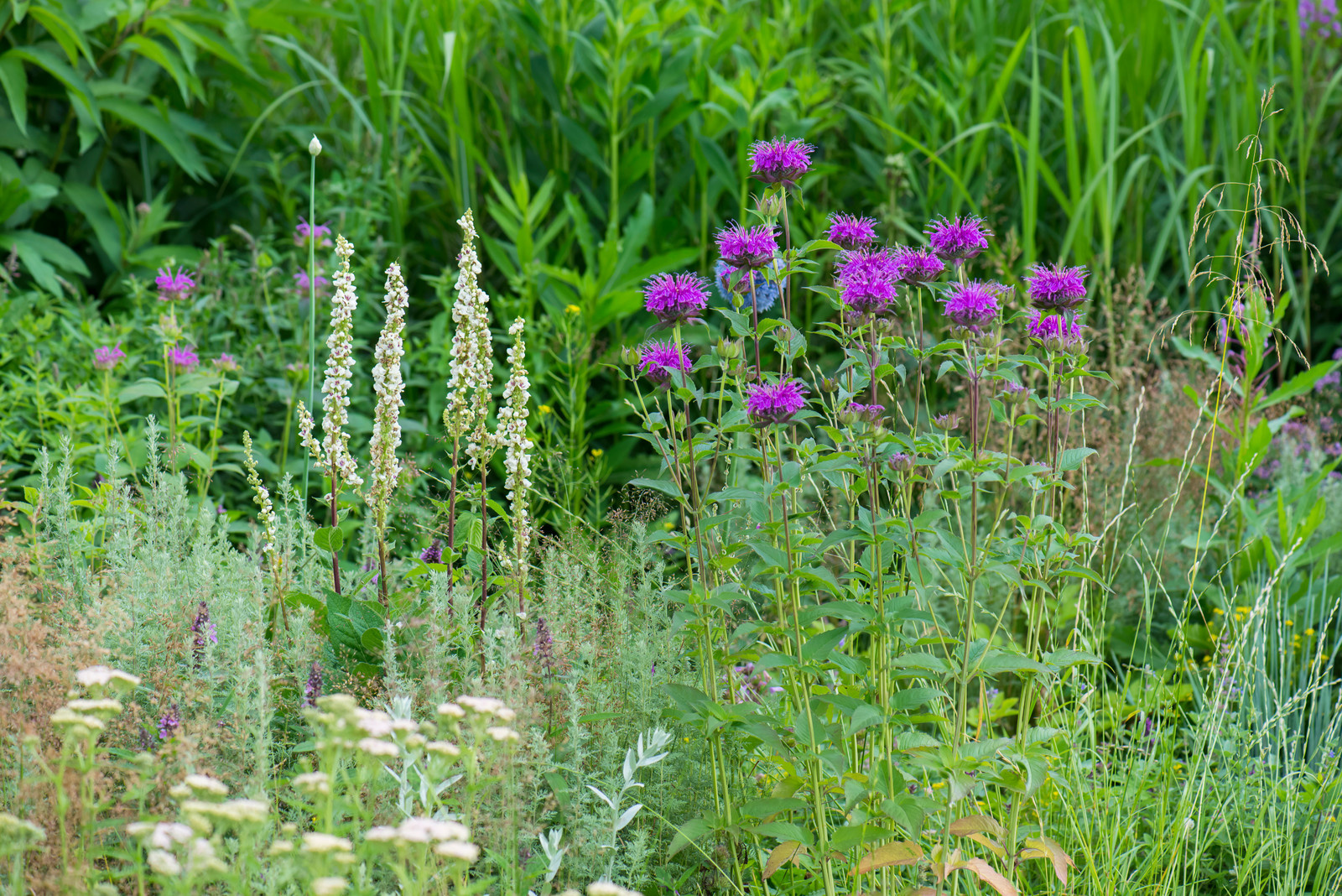 Цветник в  природном стиле  (" New Perennials"  или "Новая волна")