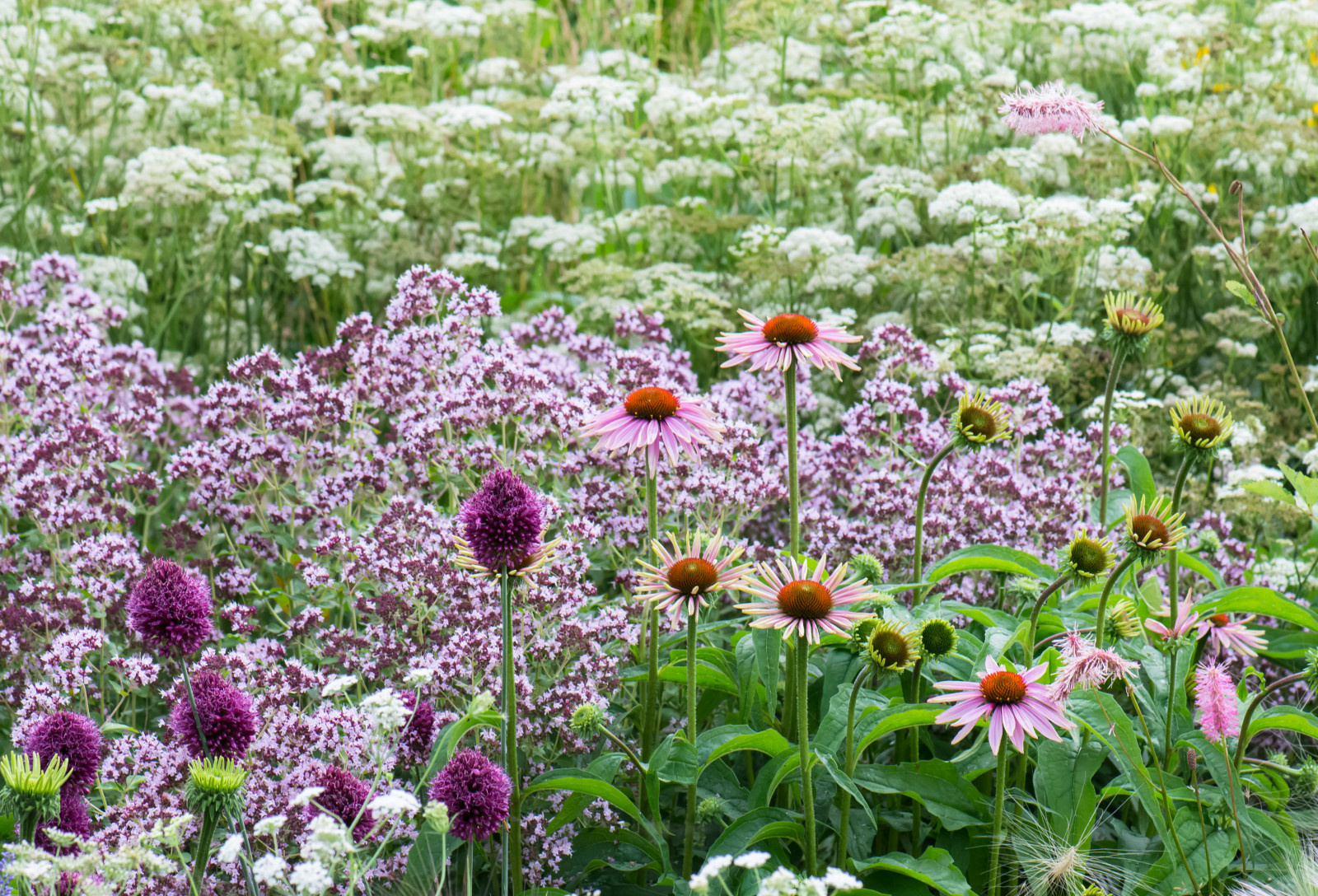 Цветник в  природном стиле  (" New Perennials"  или "Новая волна")