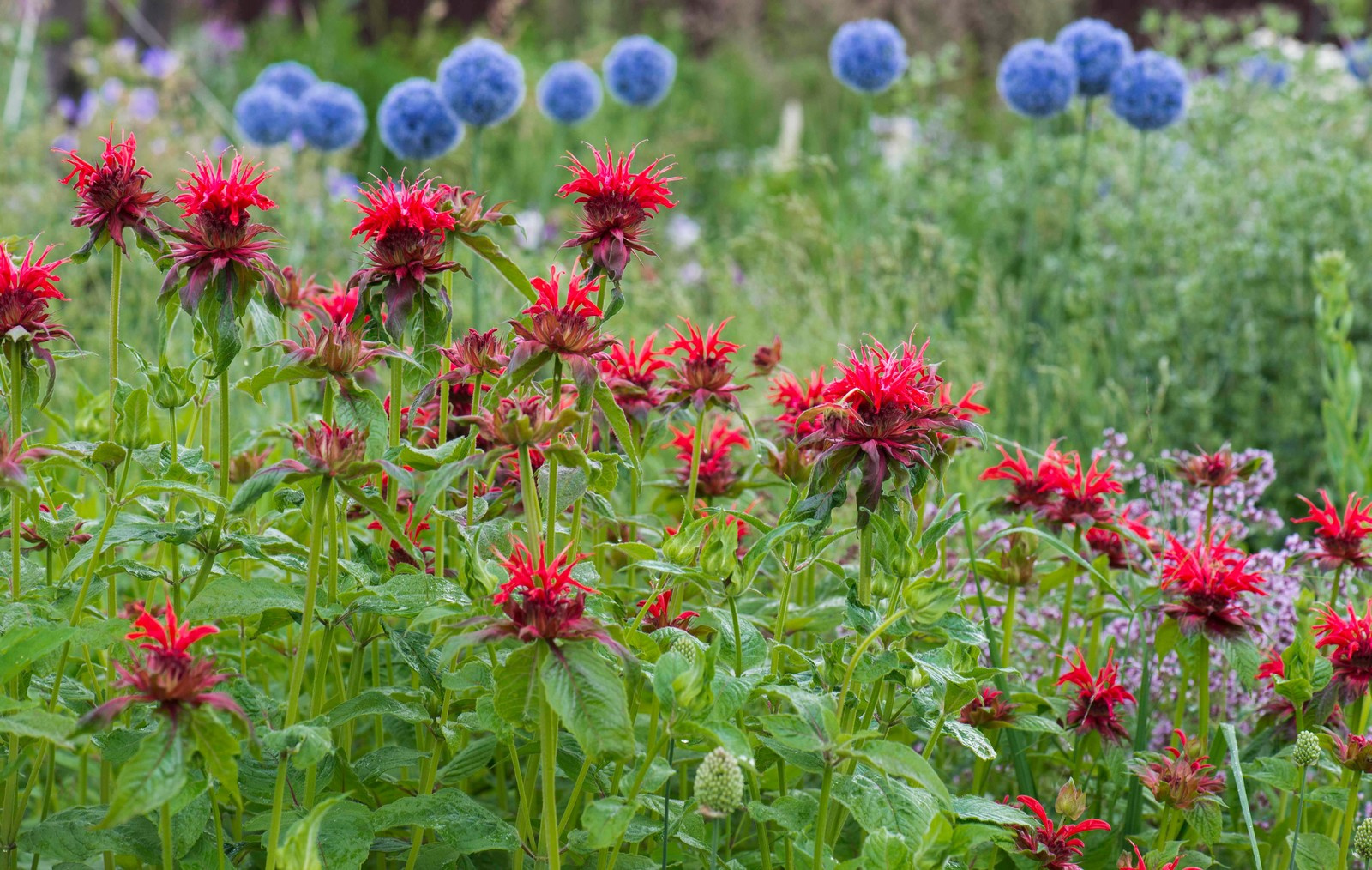 Цветник в  природном стиле  (" New Perennials"  или "Новая волна")