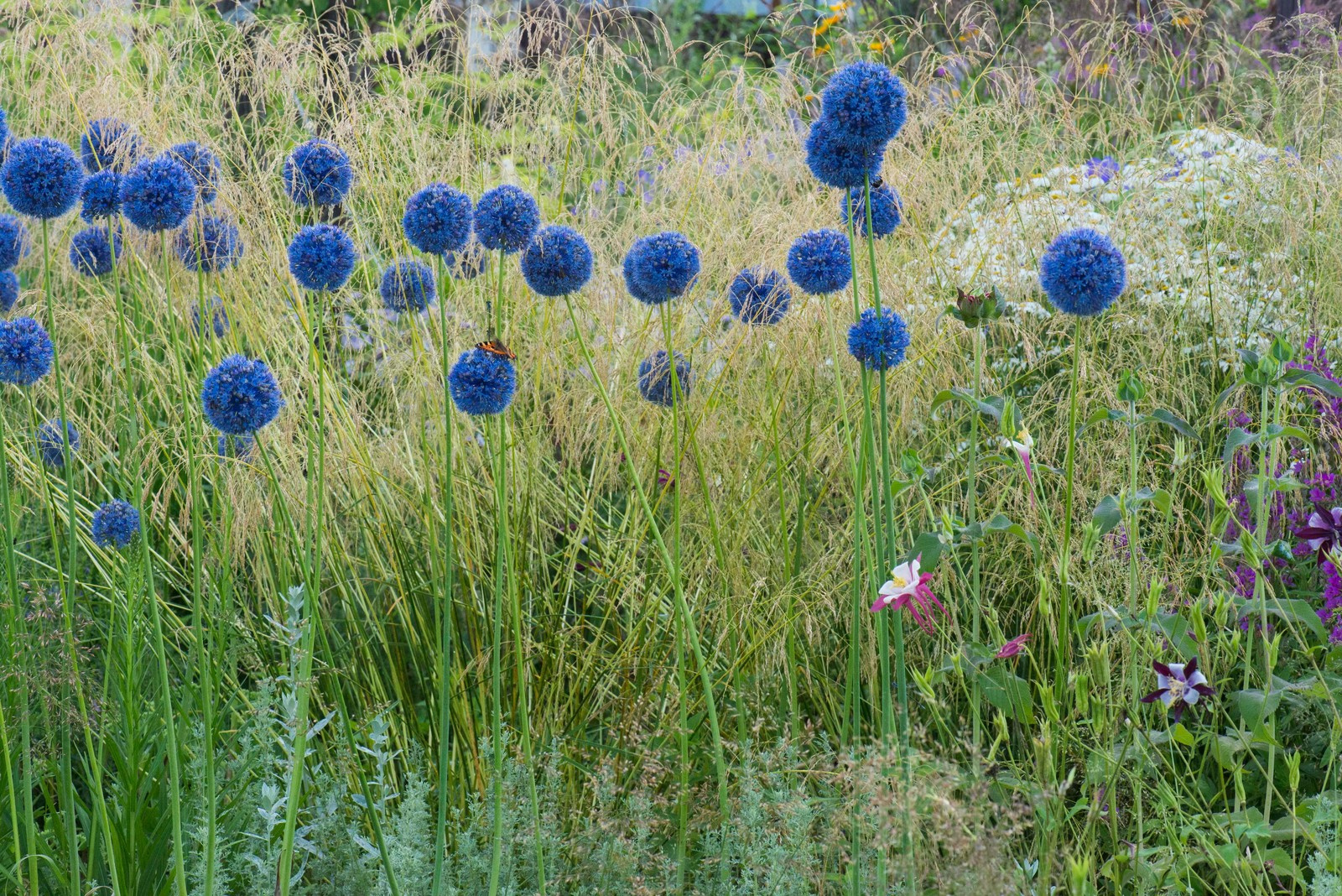 Цветник в  природном стиле  (" New Perennials"  или "Новая волна")