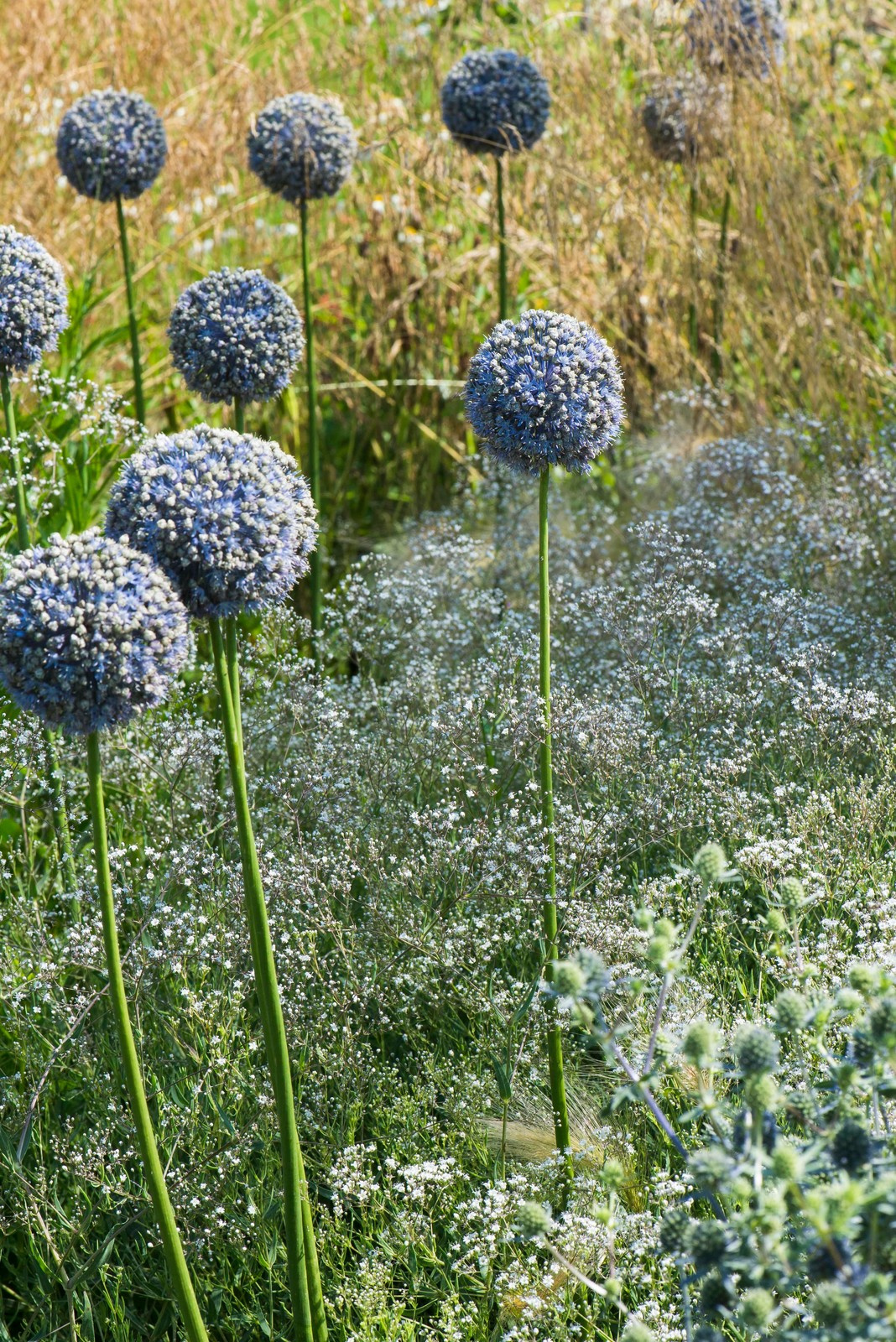 Цветник в  природном стиле  (" New Perennials"  или "Новая волна")