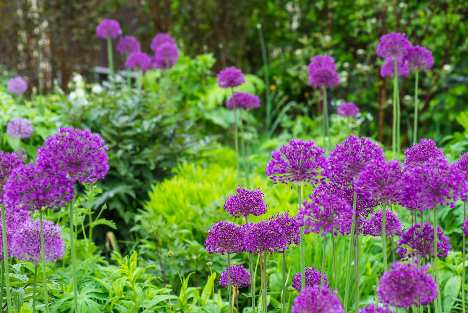 Большой сад в пригороде