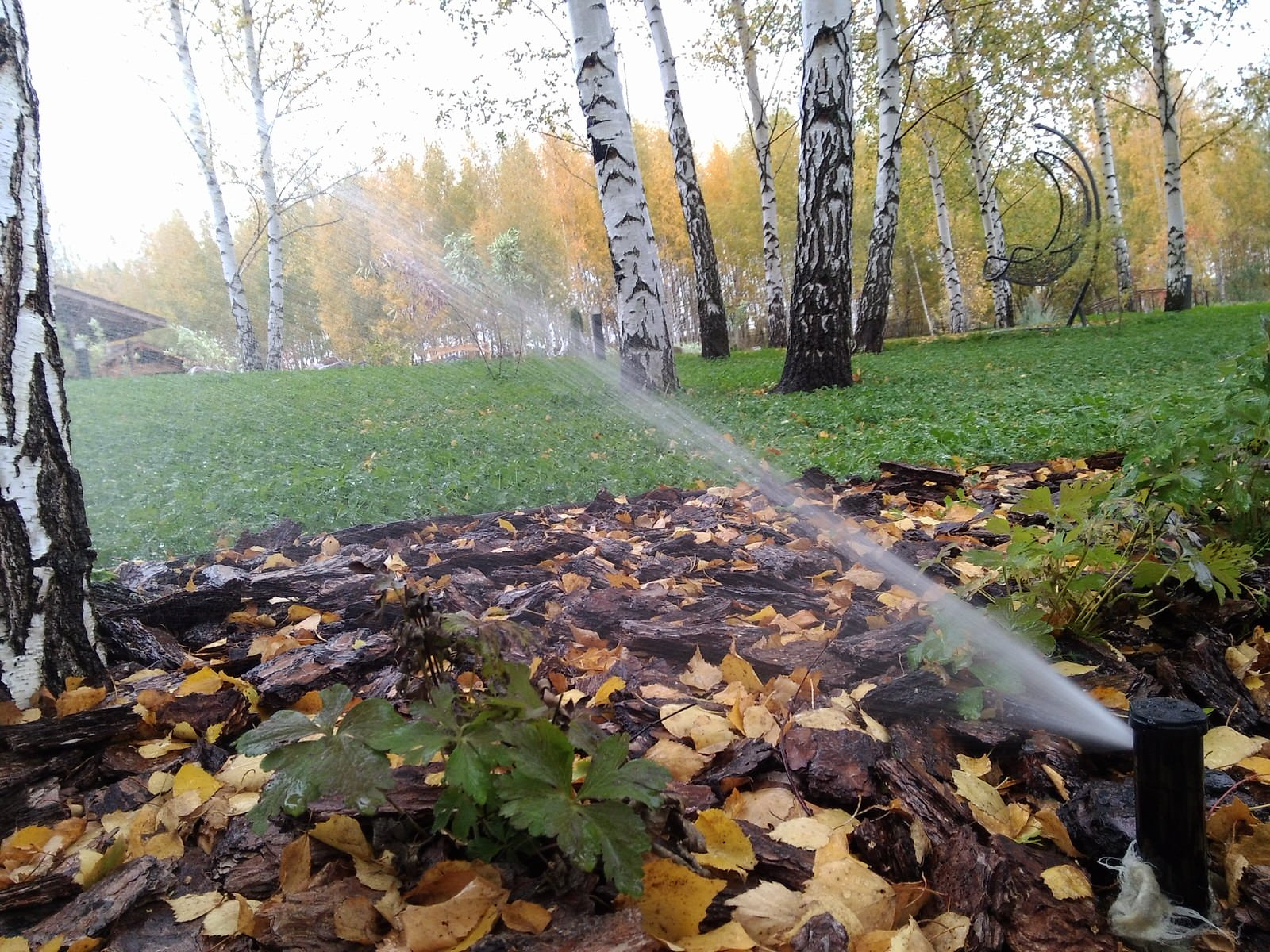 Полив