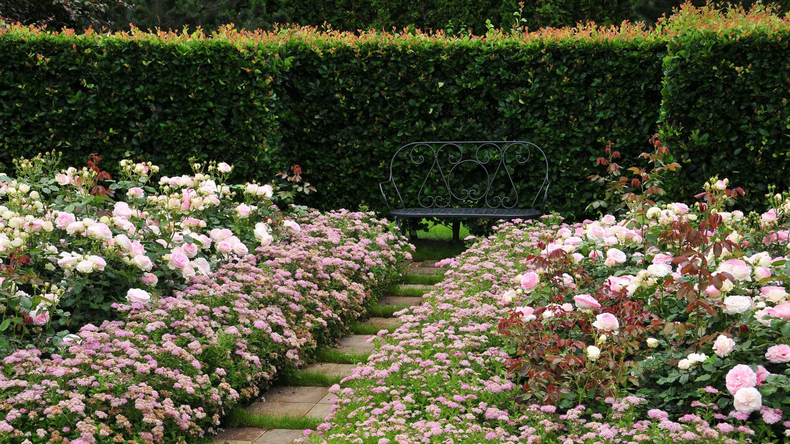 В закладки: Топ-10 растений для формованных изгородей