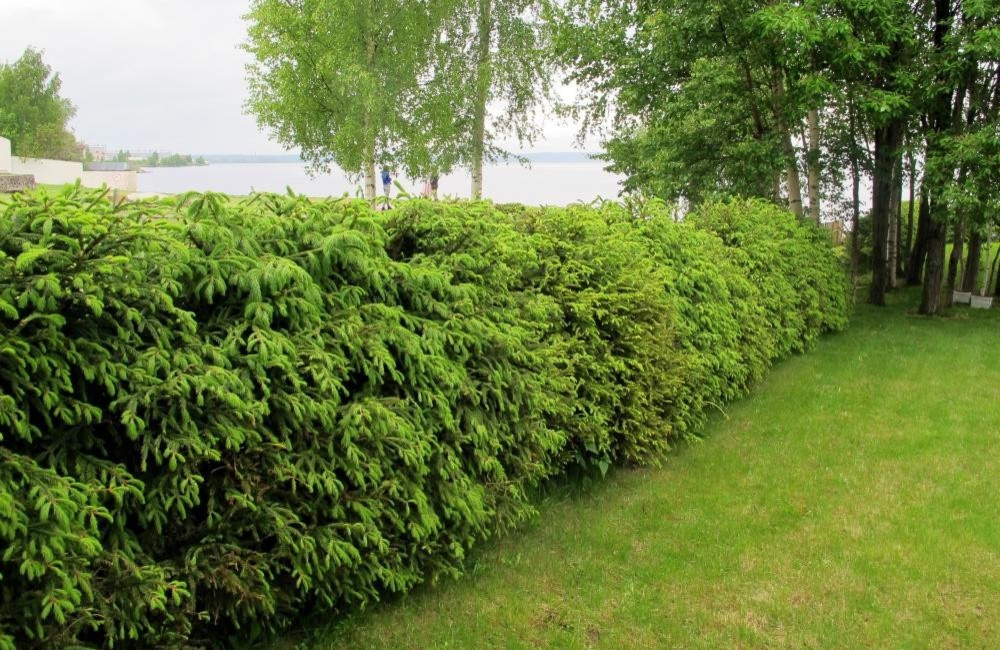 Живая изгородь