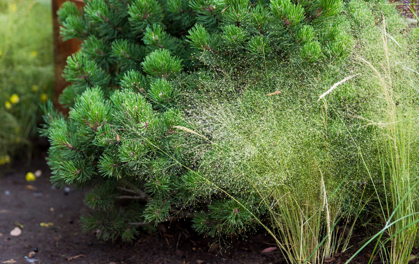 Сад   James Alexander-Sinclair  на Moscow Flower Show 2018  (вне  конкрса)
