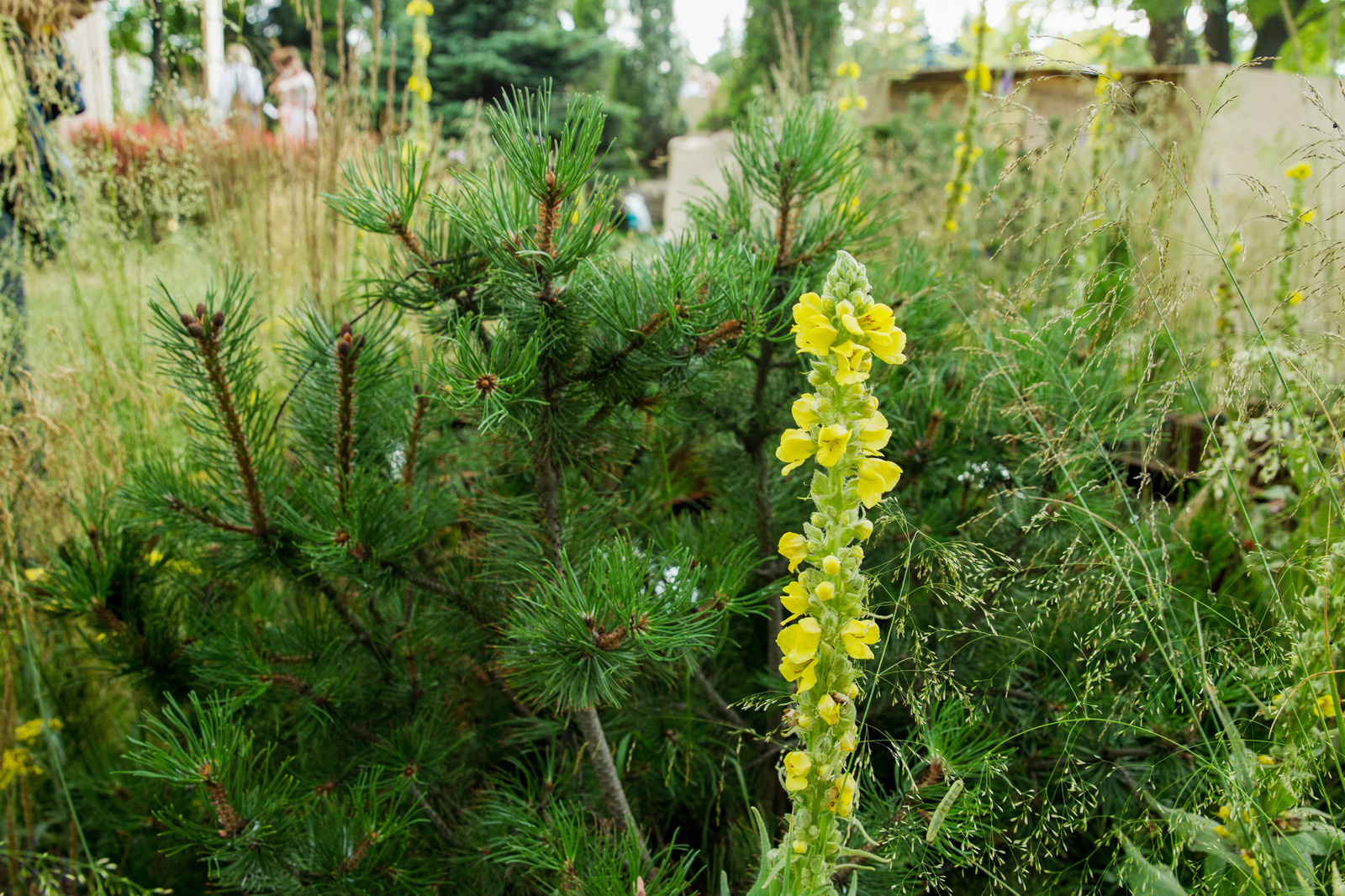 Сад   James Alexander-Sinclair  на Moscow Flower Show 2018  (вне  конкрса)