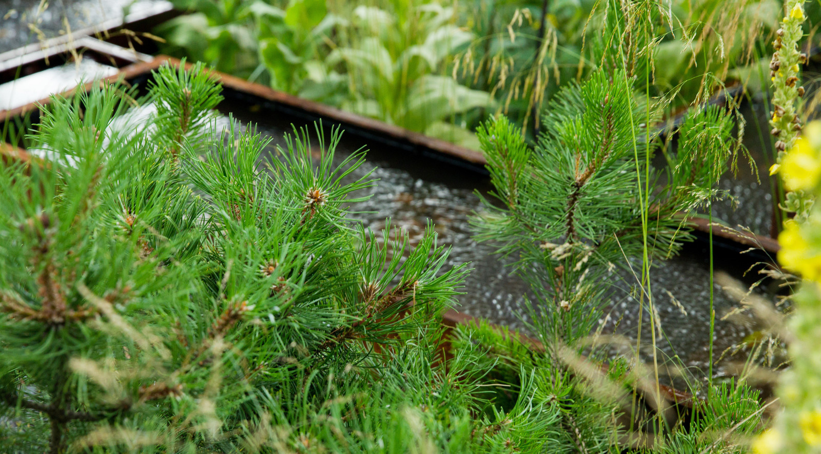 Сад   James Alexander-Sinclair  на Moscow Flower Show 2018  (вне  конкрса)