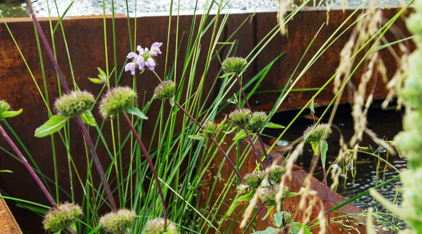 Сад   James Alexander-Sinclair  на Moscow Flower Show 2018  (вне  конкрса)
