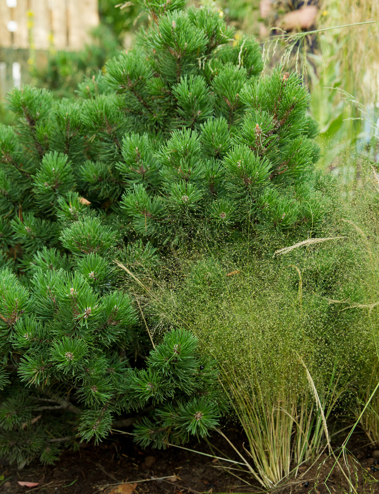 Сад   James Alexander-Sinclair  на Moscow Flower Show 2018  (вне  конкрса)