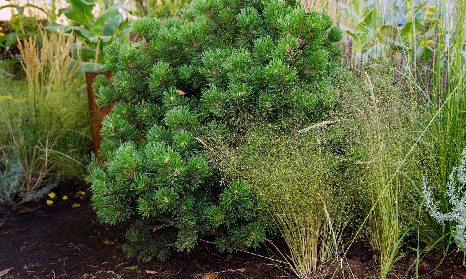 Сад   James Alexander-Sinclair  на Moscow Flower Show 2018  (вне  конкрса)