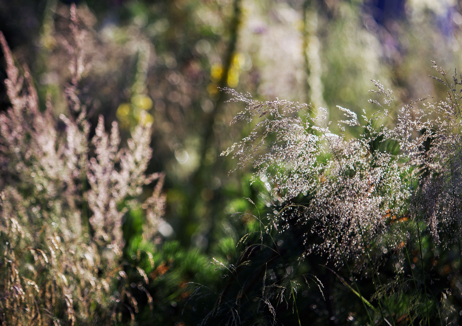 Сад   James Alexander-Sinclair  на Moscow Flower Show 2018  (вне  конкрса)